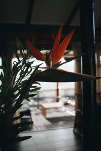 a flower in a vase in front of a window at The Wild Edge Last Light Cottage in Knysna