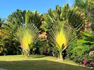 dos grandes palmeras verdes en un parque en Luxury Private Villas with Pool, Beach, BBQ - FREE GolfCart in May, en Punta Cana