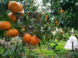a bunch of oranges hanging from trees in an orchard at Saint Louis in Andros