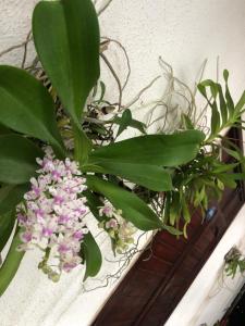 una planta con hojas verdes y flores rosas en Sunny A Hotel, en Hue