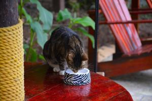 Ospiti di West Bay Lodge and Spa con animali domestici