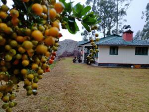 une maison avec un bouquet de fruits suspendu à un arbre dans l'établissement Green House Rock Home Stay, à Chinnakanal