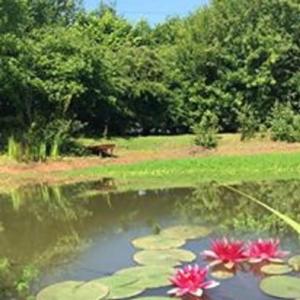 a pond with two pink flowers in a park at Beautiful 4 Bedroom Cottage - Cottage 4 in Doncaster