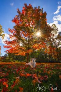 a dog laying in the grass in front of a tree at Cromwell Manor Inn in Cornwall-on-Hudson
