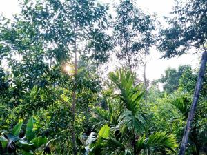 Ein Wald voller Bäume, durch den die Sonne scheint in der Unterkunft Kamanabillu Homestay, For jog falls travellers in Siddāpur