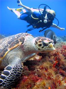 uma tartaruga marinha e um mergulhador na água em Presidente InterContinental Cozumel Resort & Spa, an IHG Hotel em Cozumel