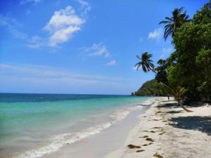 una playa con palmeras y el océano en Mi Hermosa - Casa Isleña a 70 Metros de la Playa, en Providencia