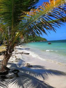 una palmera en una playa con el océano en Mi Hermosa - Casa Isleña a 70 Metros de la Playa en Providencia