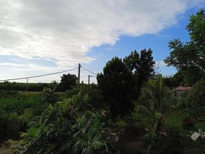 Anse-BertrandにあるChez Momo et Fafa 2の木々の畑と電柱の眺め