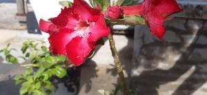 Casa Bete e Farouk外面的花园