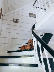 a dog laying on the stairs of a house at Øygarden i Heggjabygda in Nordfjordeid