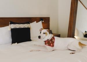 ein Hund, der auf einem Bett sitzt und eine Fliege trägt in der Unterkunft Kimpton Aluna Resort Tulum, an IHG Hotel in Tulum