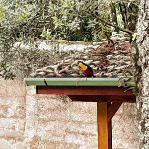un pájaro sentado en la parte superior de un alimentador de aves en Bosque das Araucárias, en Campos do Jordão