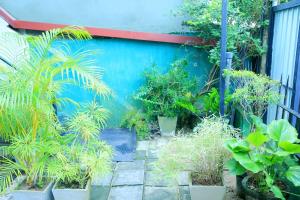 a garden with plants in front of a blue wall at villa surendra in Weligama