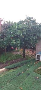 een hondenhok in het gras naast een appelboom bij Casinha de chocolate in Outeiro +7 foto's