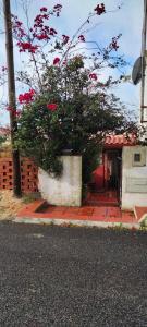 een klein huisje met een boom ervoor bij Casinha de chocolate in Outeiro