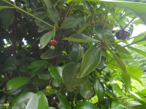Vườn quanh Villa Hélèna B&B