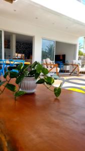 a plant sitting on a table in a living room at Vila Leão do Norte in Japaratinga