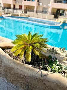 a palm tree in a planter next to a swimming pool at Royal Seacrest new apartment B G2 ground floor in Paphos