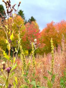 a field of tall grass with trees in the background at Appartement in Jämtland bij Gusto Stables ... in Föllinge