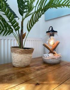 a plant and a lantern on a wooden table at Ibiza huisje in Den Hoorn