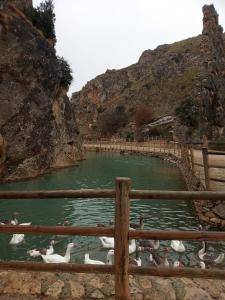 a group of ducks swimming in a pond with a fence at Casa Rural Tia Catalina in Fuentealbilla