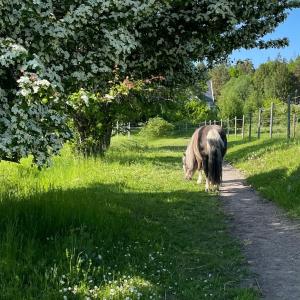 un cheval s'promenant sur un sentier dans un champ dans l'établissement Annehill i Bro, à Bro