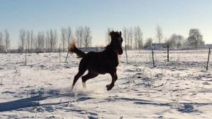 Ein Pferd galoppiert über eine Wiese im Schnee in der Unterkunft Sniberup in Hörby