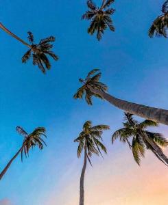a group of palm trees reaching up into the sky at The Palms - Caribbean Paradise in Playa Aguadulce