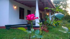 a pink flower in front of a house at Danara Homestay in Sigiriya