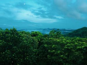 a view of a forest of trees in the mountains at Ahas Gawwa in Padukka