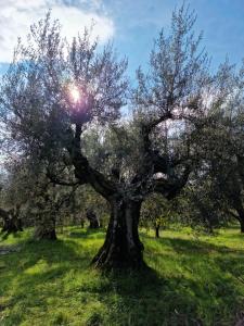 un árbol en un campo con el sol brillando en él en Poggio del Sole en Castiglione del Lago