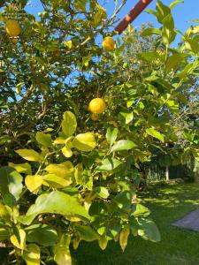 La Casa de Lalo في كاستريون: شجرة برتقال مع الكثير من البرتقال عليها