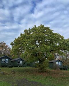 a tree in the middle of a field with houses at Nexø Camping & Cabins in Neksø