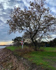 ein Baum neben einem Schild neben dem Wasser in der Unterkunft Nexø Camping & Cabins in Neksø