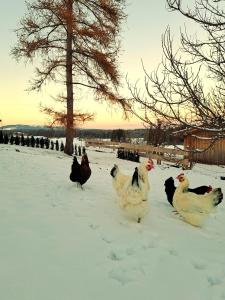 a group of chickens walking in the snow at Ferienwohnung Bauer in Böbing