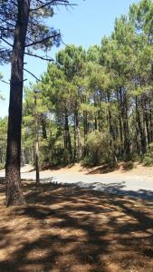 スーストンにあるCARPE DIEM - La Villa des Vacancesの木々の茂る道