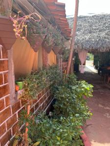 eine Ziegelwand mit Pflanzen im Garten in der Unterkunft Pousada Vitória do Lopes in Barreirinhas