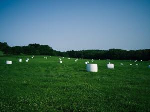 a large field with white hay bales in the grass at MAOIQ in Naganuma