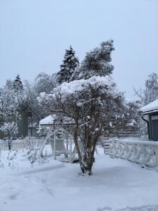 a snow covered tree in front of a fence at Aurora Center 3 in Rovaniemi