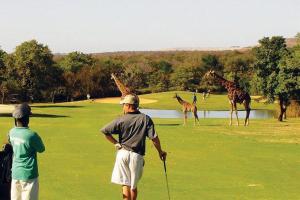 two men playing golf with giraffes on a golf course at Luxe GAME-LODGE bordering Kruger in Phalaborwa