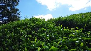 a hedge with a blue sky in the background at The Retreat Sweety 3BR H/Stay in Brinchang