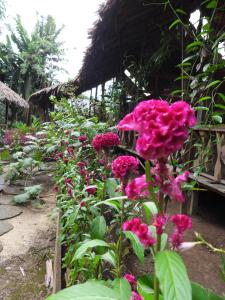 Zahrada ubytování Casa Azul Reserva Amazonica