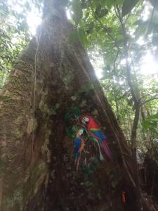 een kleurrijke vogel zittend op de zijkant van een boom bij Casa Azul Reserva Amazonica in Leticia