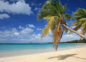 een palmboom op een strand met de oceaan bij - Les pieds dans l'eau à 50m de la plage, côté mer caraïbe - Domaine de l'Anse CARITAN - Sainte-Anne - in Sainte-Anne