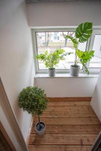 dois vasos de plantas sentados no parapeito da janela em Innsbruck City Center Studio I 24h self-check-in em Innsbruck