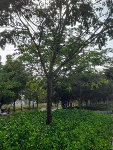 Ein Baum inmitten eines grünen Parks in der Unterkunft MY CASA BLANCA JF in Galapa