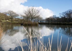 a lake with trees and clouds in the water at Woodland Glamping Cabin in Hatherleigh
