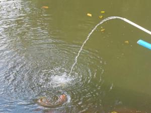 a fish being hooked up to a pole in the water at Chalé no campo in Holambra
