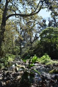a plant in the middle of a stream in a forest at Casa de Campo La Niebla in Tlalnelhuayocan